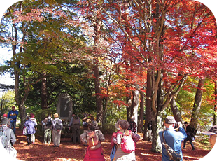 落ち葉の中、紅葉散策を楽しむ写真